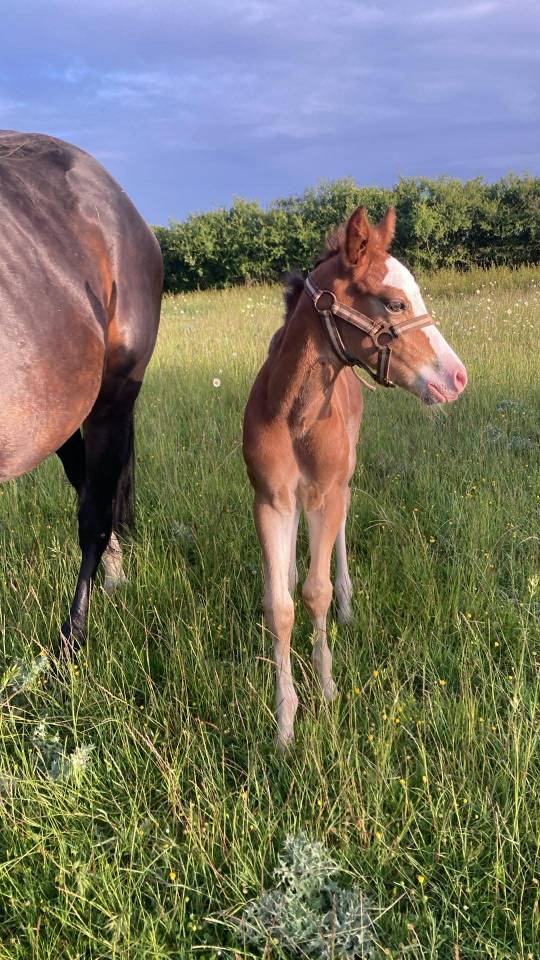 POULAIN PAINT HORSE