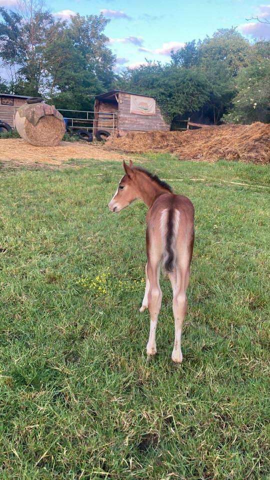 POULAIN PAINT HORSE
