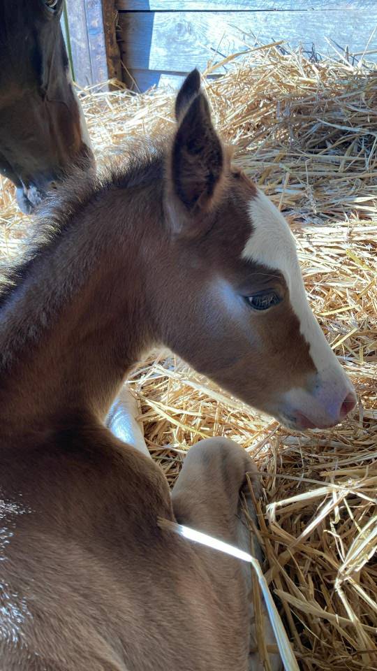 POULAIN PAINT HORSE