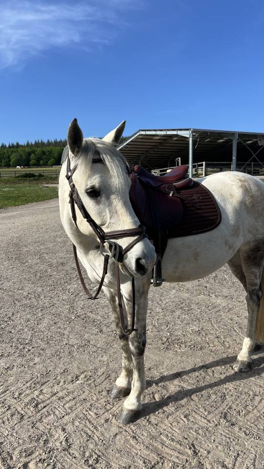 poney C &agrave; vendre