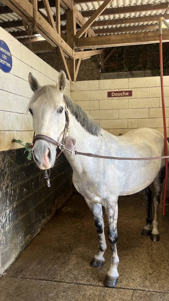 poney C &agrave; vendre