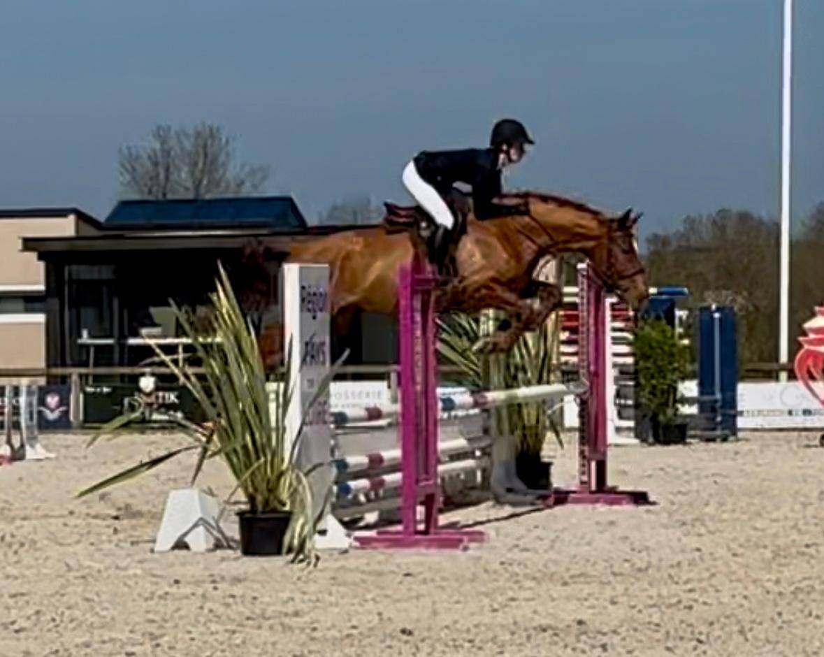HONGRE 4 ans, super cheval  d'AMATEUR