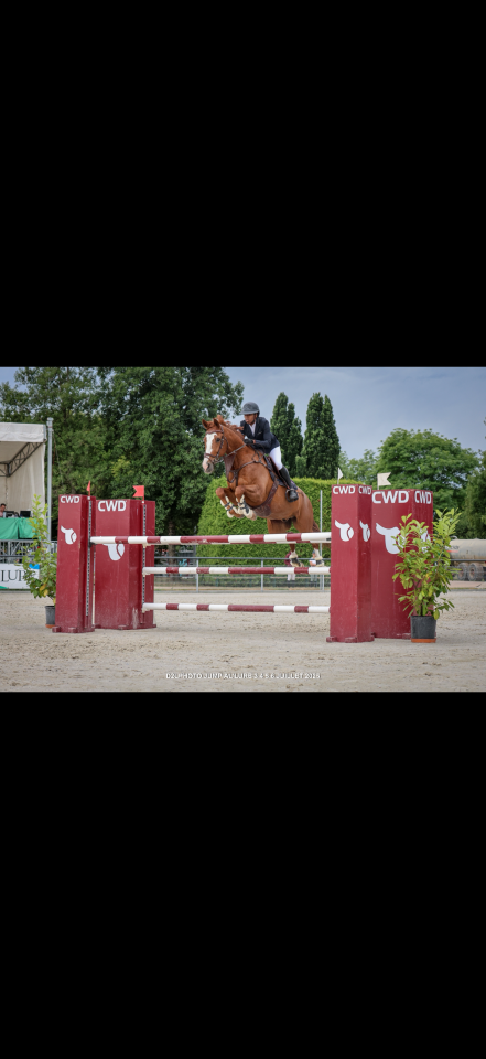 Cheval de 12 ans pour gagner 120/125 voir plus