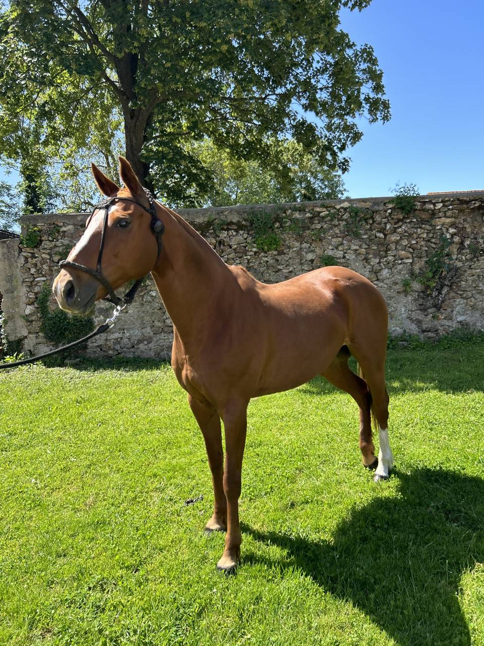 Criollo 15 ans 155