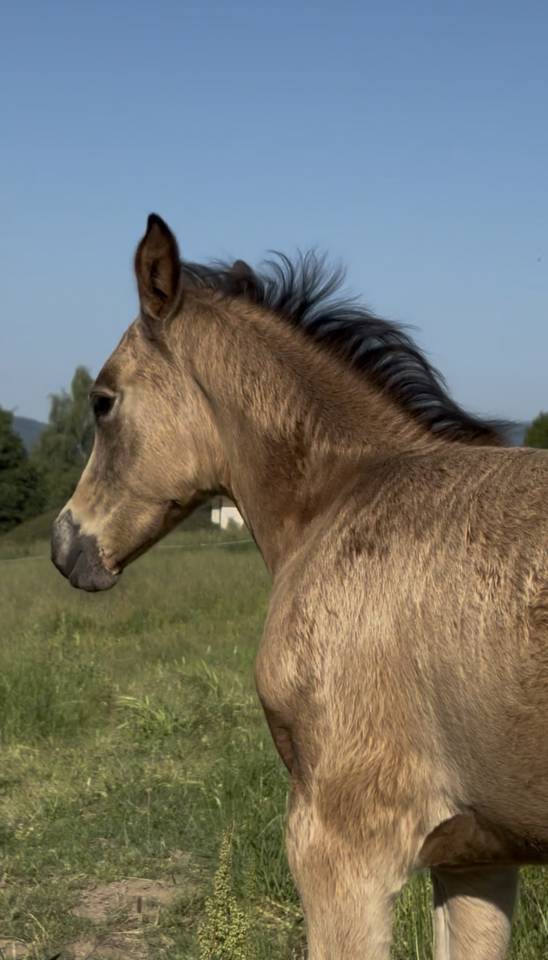 Pouliche isabelle Welsh part bred