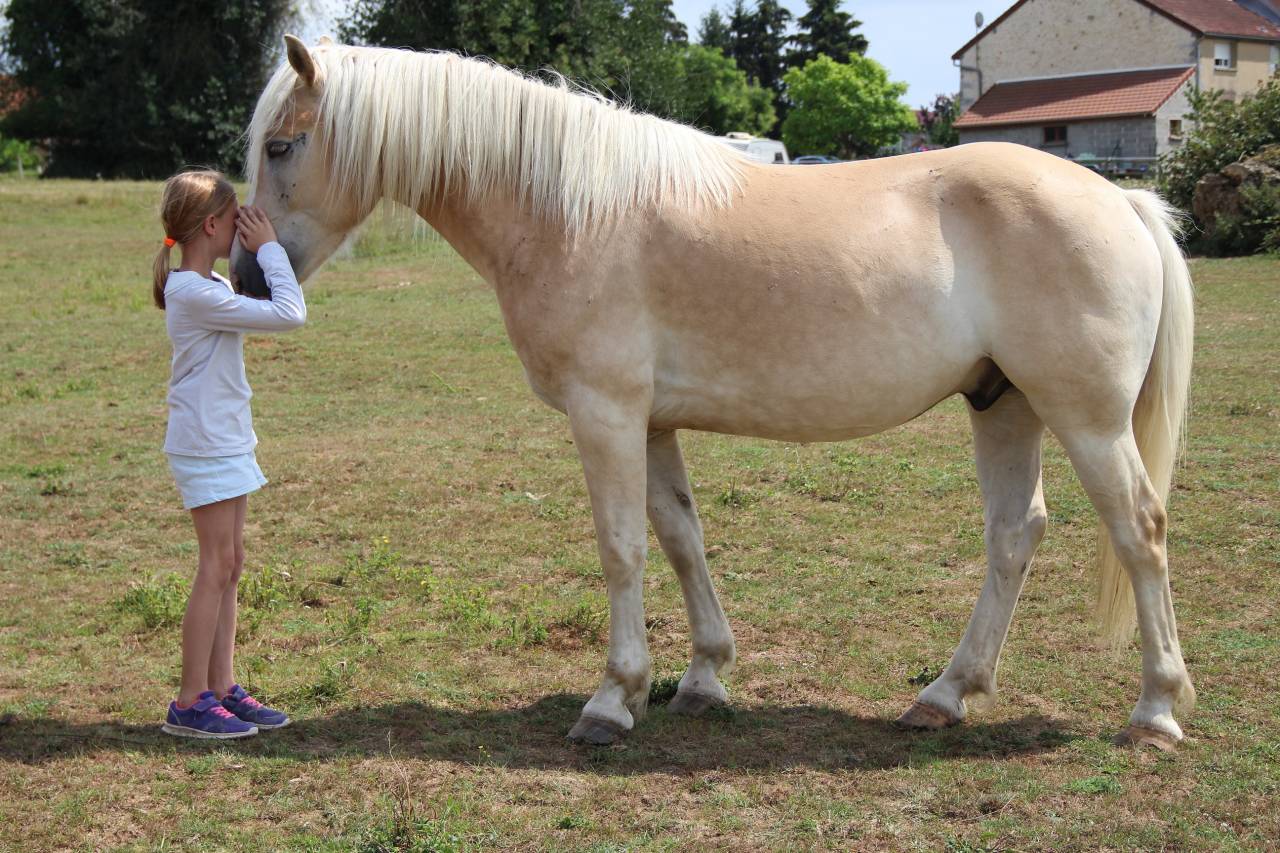 Hongre Haflinger de 8 ans