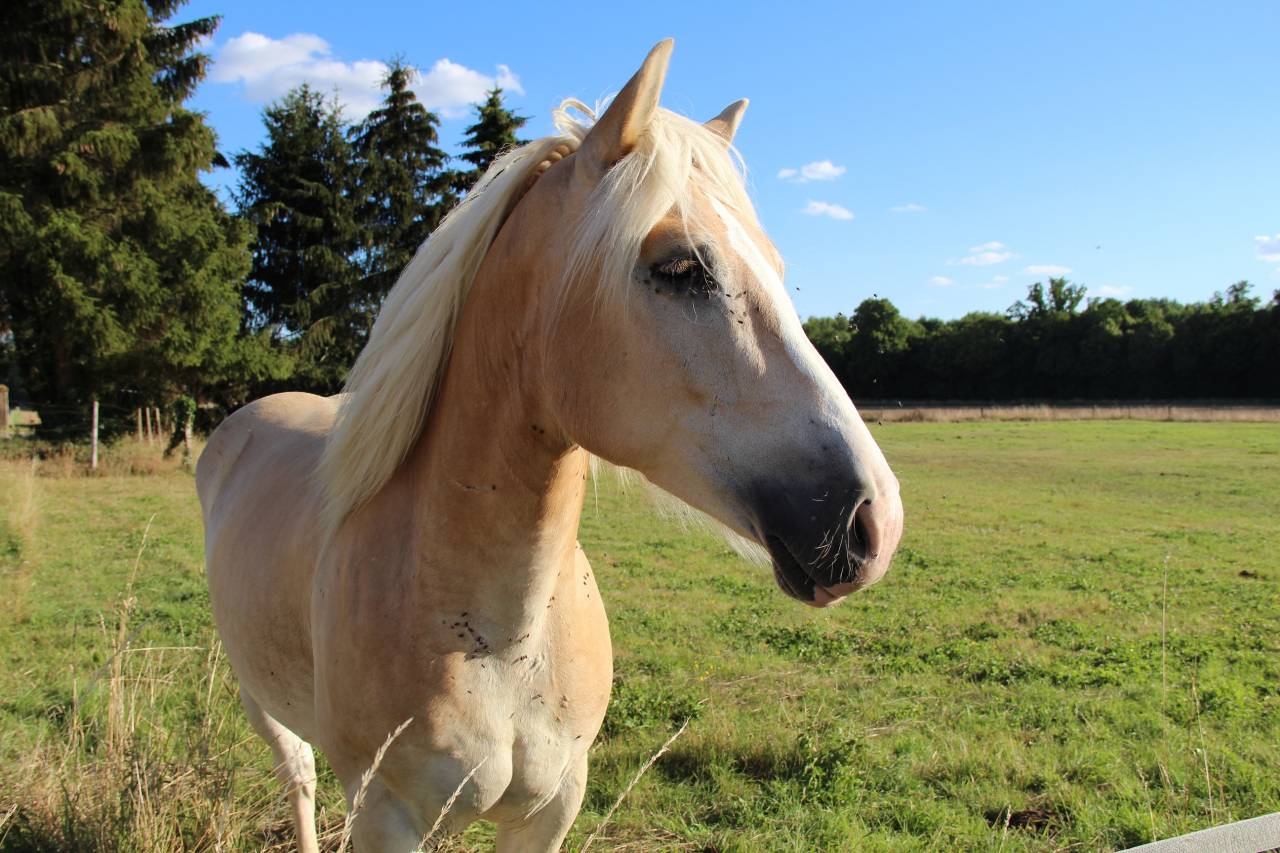Hongre Haflinger de 8 ans