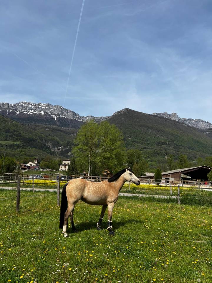Ponette de loisir &Agrave; VENDRE 