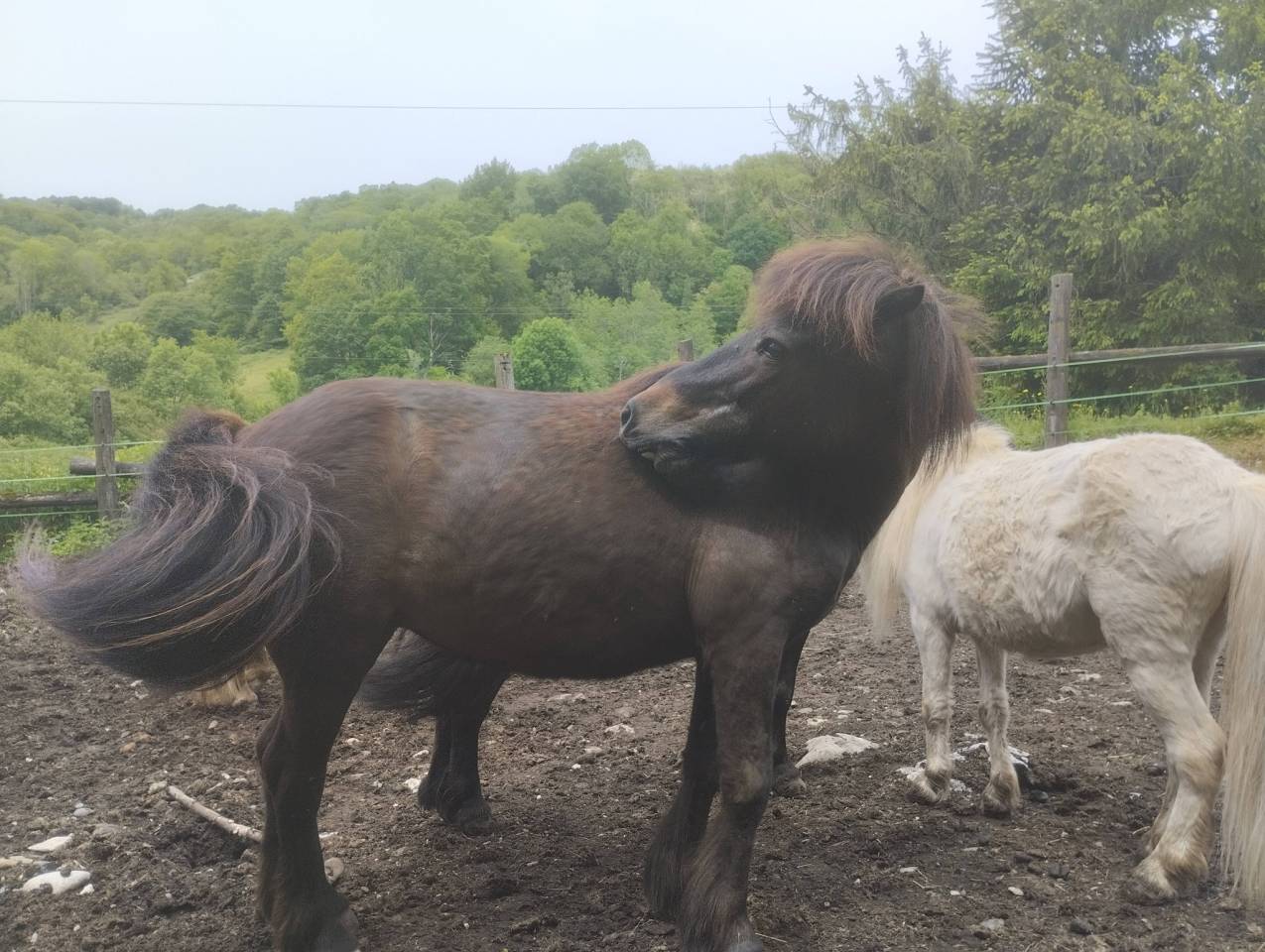 Vend poney 115 CMS ONC pour compagnie