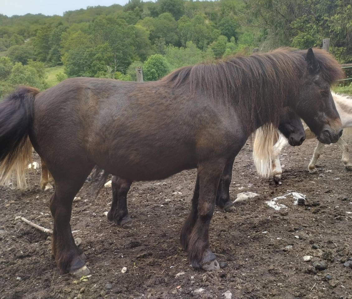 Vend poney 115 CMS ONC pour compagnie