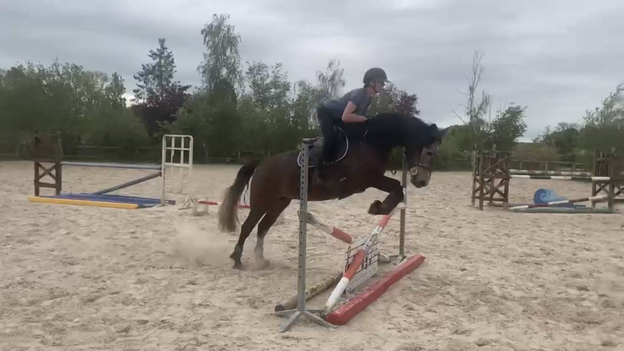 Jument de 4 ans