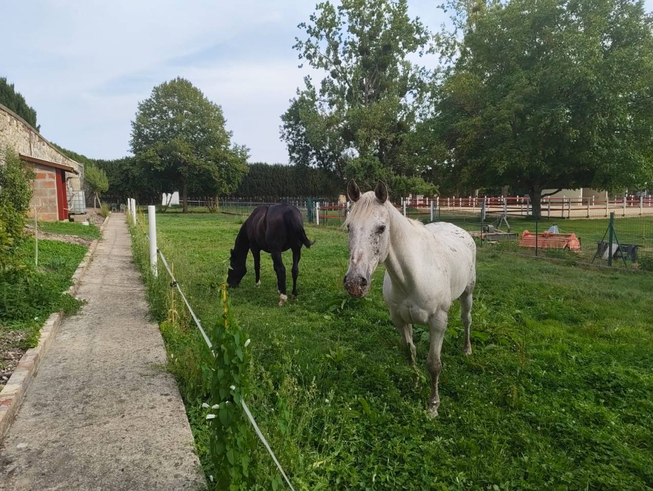 Pension de chevaux du chateaux 76279 Neuville-Ferri&egrave;res