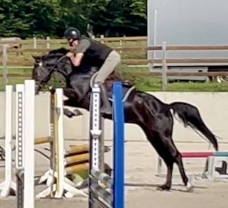 Magnifique hongre 4 ans, +-1m60, kwpn