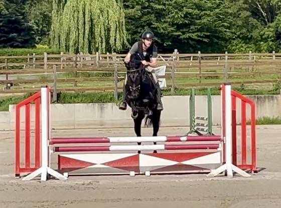 Magnifique hongre 4 ans, +-1m60, kwpn
