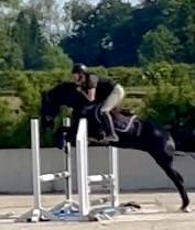 Magnifique hongre 4 ans, +-1m60, kwpn