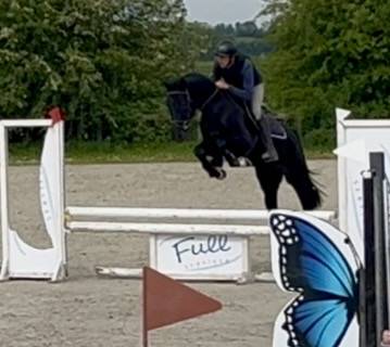 Magnifique hongre 4 ans, +-1m60, kwpn