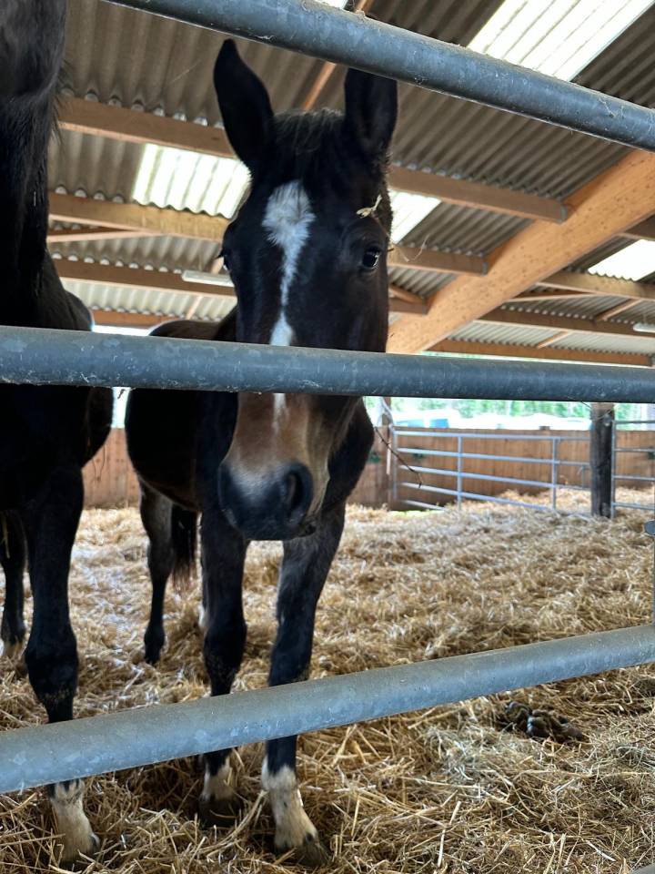 &Agrave; vendre poulain de 2 ans