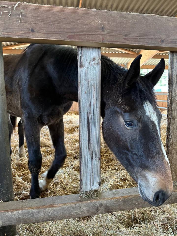 &Agrave; vendre poulain de 2 ans