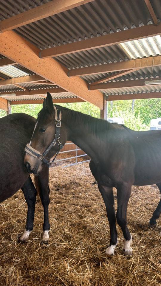 &Agrave; vendre poulain de 2 ans