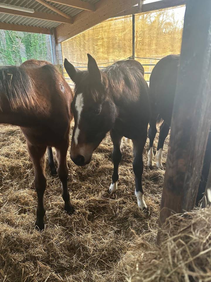 &Agrave; vendre poulain de 2 ans