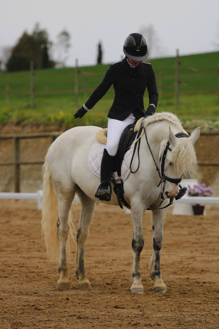 Poney de sport Connemara