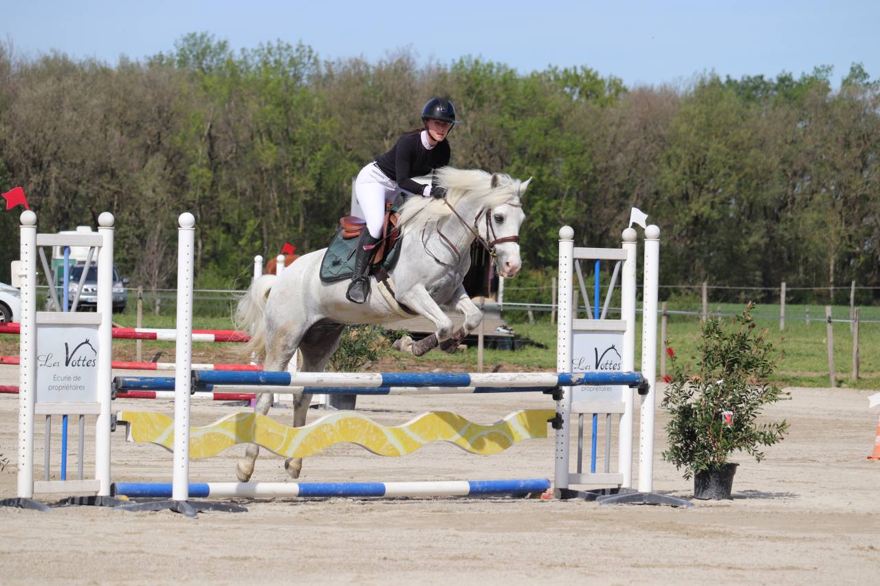Poney de sport Connemara