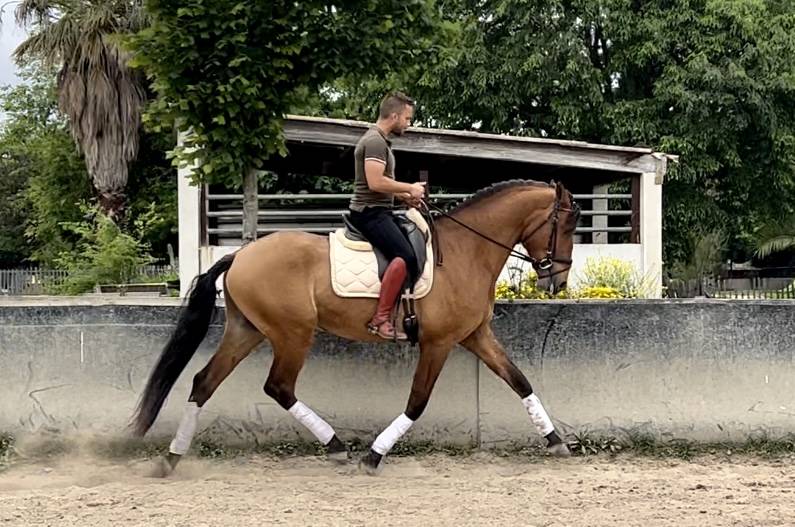 Lusitanien hongre 5 ans 