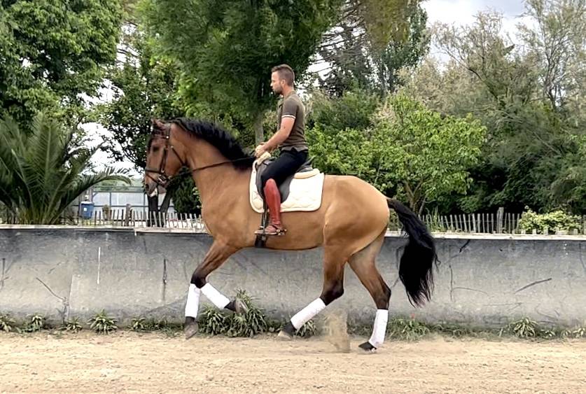 Lusitanien hongre 5 ans 