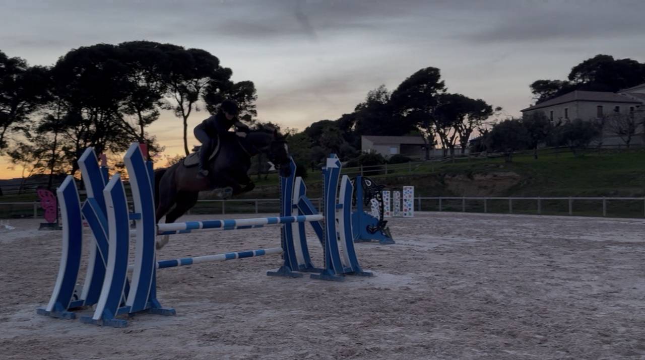 ✨MILTON DU MARAIS ✨&ndash; Hongre Selle Fran&ccedil;ais de 4 ans