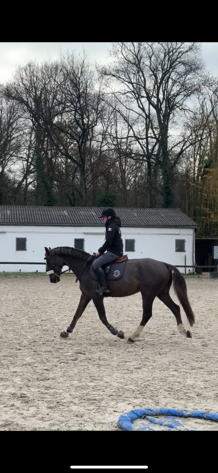 ✨MILTON DU MARAIS ✨&ndash; Hongre Selle Fran&ccedil;ais de 4 ans