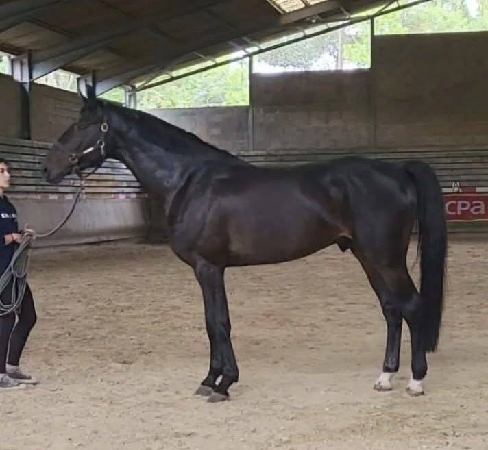 Exceptionnel Cheval belge de sport