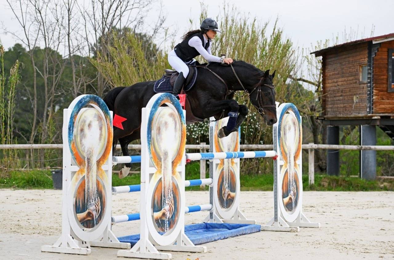 Exceptionnel Cheval belge de sport