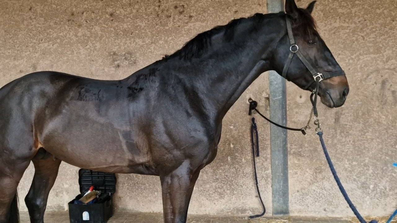 Exceptionnel Cheval belge de sport
