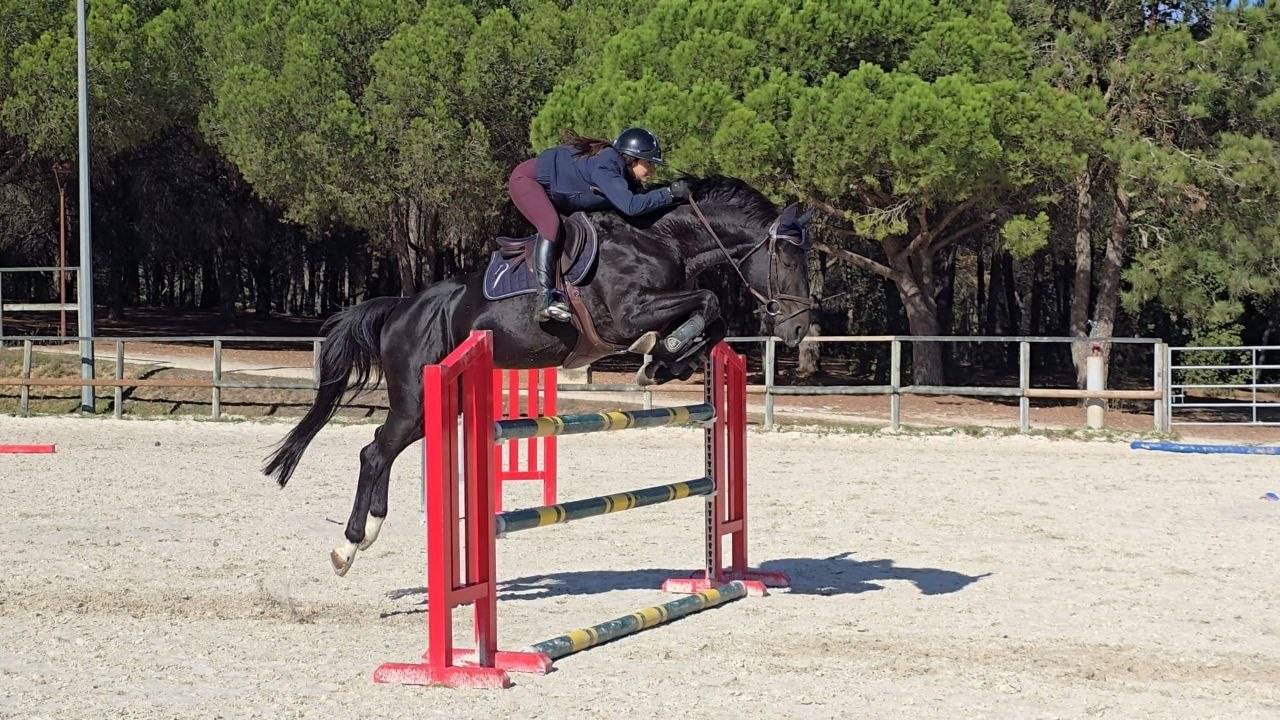 Exceptionnel Cheval belge de sport