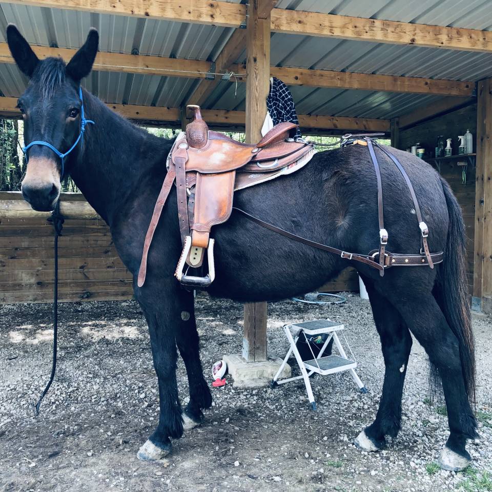 Mule, Merens x Ane des Pyrenn&eacute;es