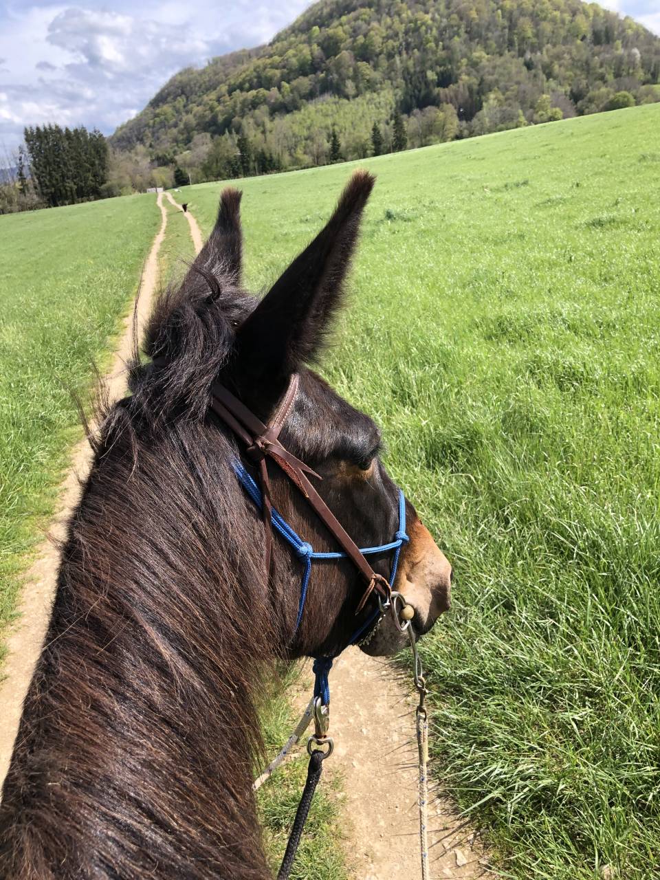 Mule, Merens x Ane des Pyrenn&eacute;es