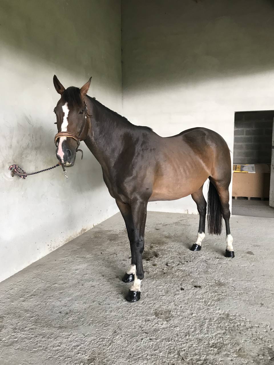 &Agrave; VENDRE &ndash; Pur-sang de 13 ans 