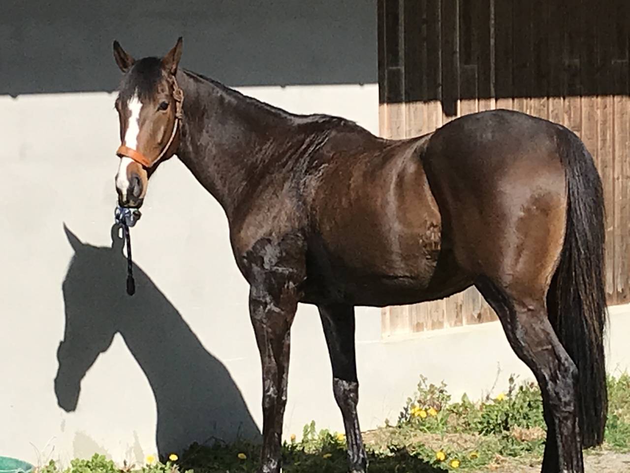 &Agrave; VENDRE &ndash; Pur-sang de 13 ans 
