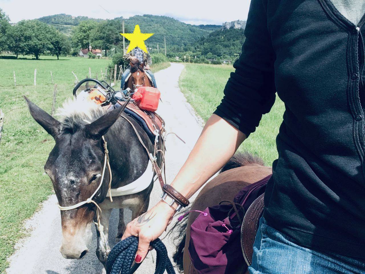 Mulet, X Appaloosa