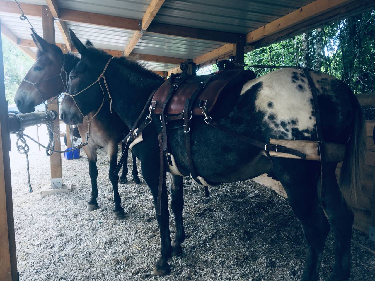 Mulet, X Appaloosa