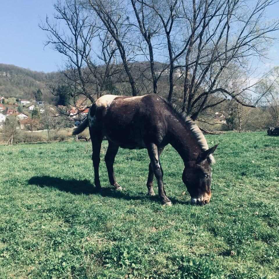 Mulet, X Appaloosa