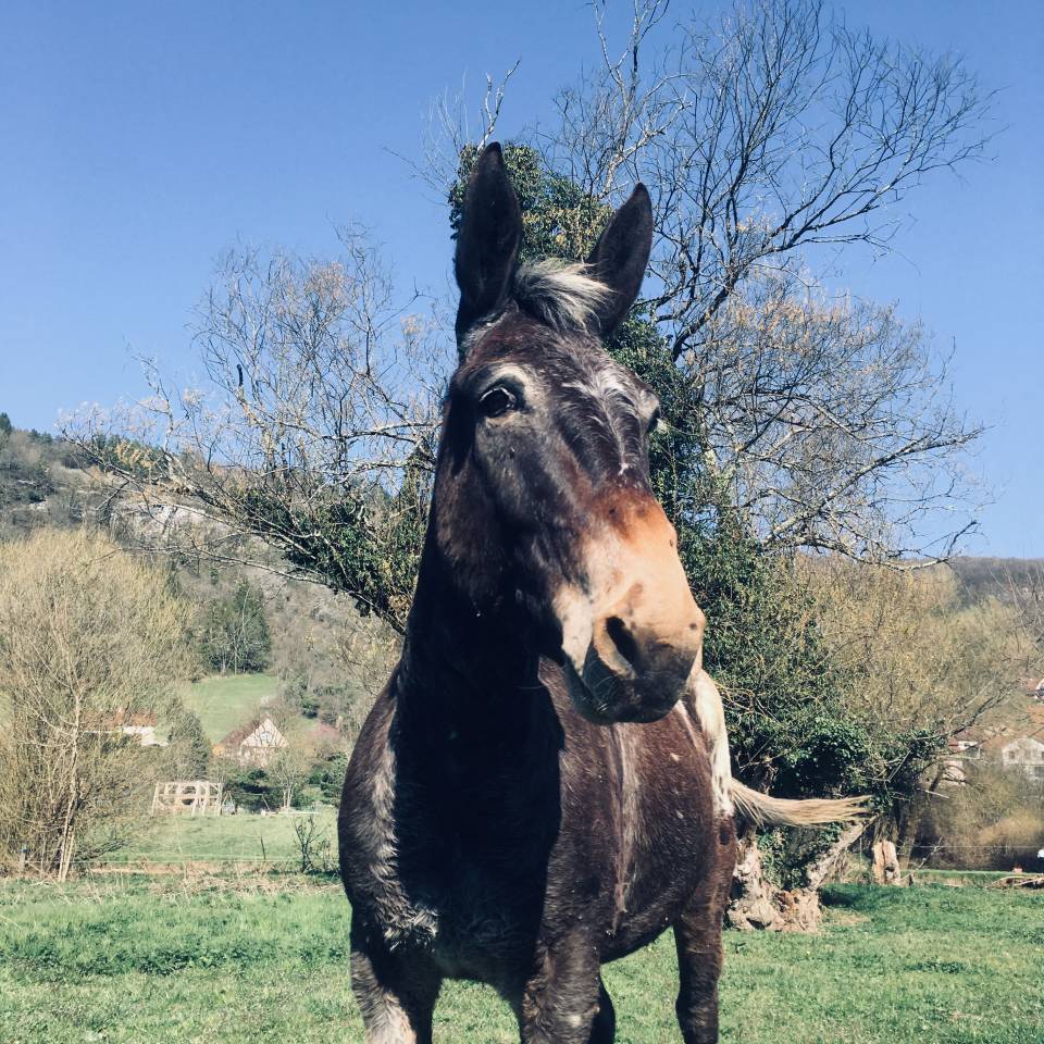 Mulet, X Appaloosa