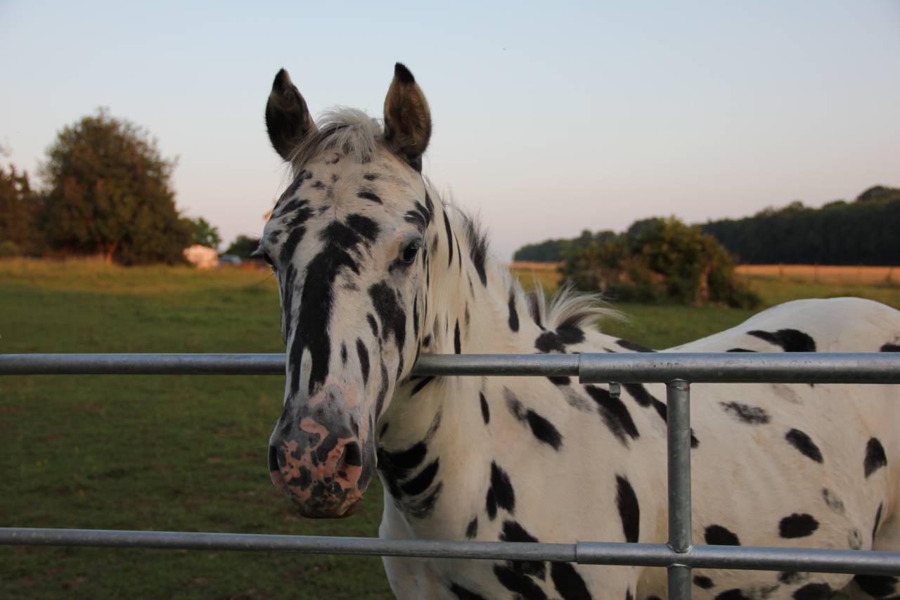 Hongre Appaloosa l&eacute;opard de 6 ans