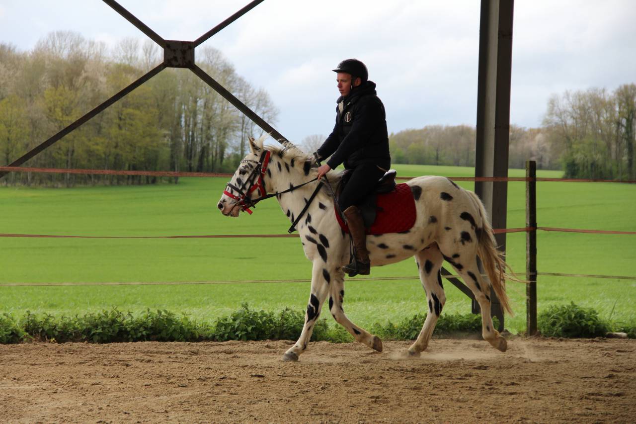 Hongre Appaloosa l&eacute;opard de 6 ans