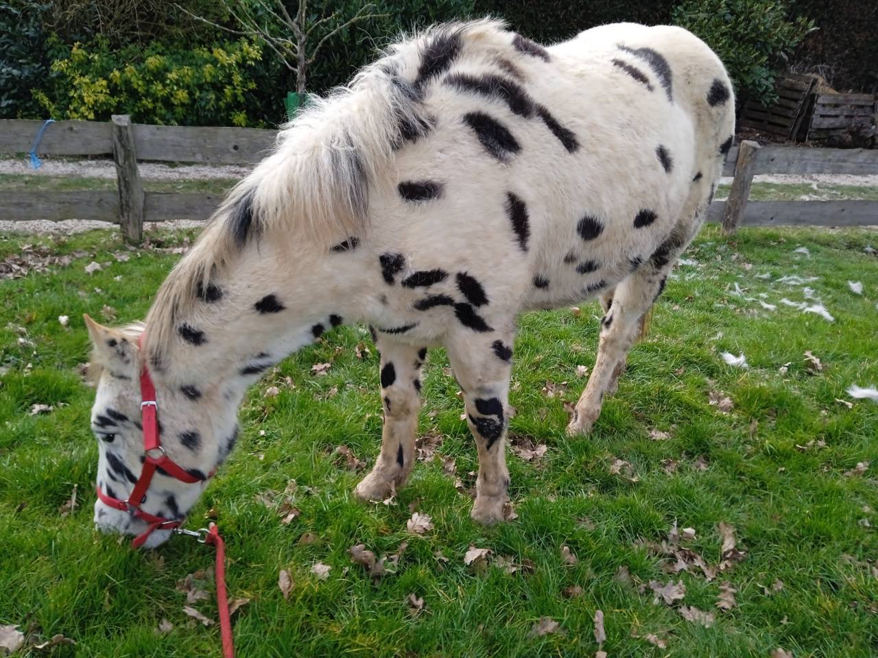 Hongre Appaloosa l&eacute;opard de 6 ans