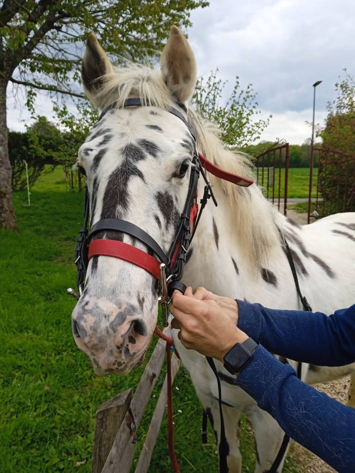 Hongre Appaloosa l&eacute;opard de 6 ans