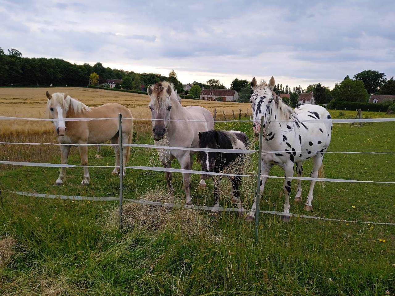 Appaloosa black l&eacute;opard de 6 ans