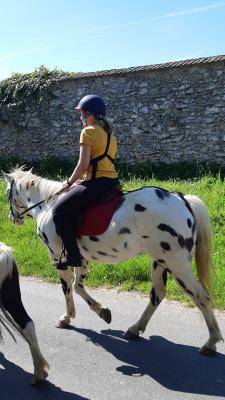 Appaloosa black l&eacute;opard de 6 ans