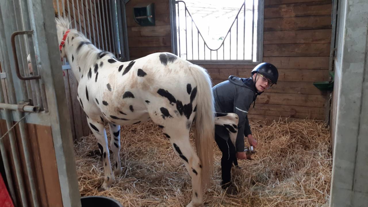 Appaloosa black l&eacute;opard de 6 ans