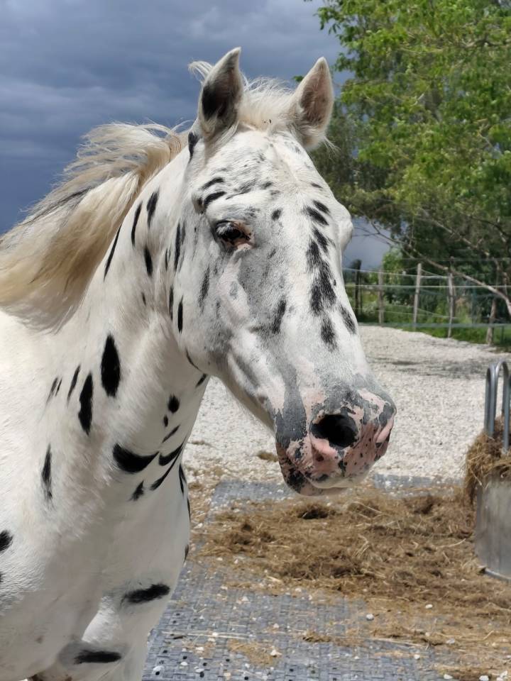 Appaloosa black l&eacute;opard de 6 ans